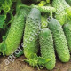 Огурец Голубчик F1 0.5 г Gl Seeds