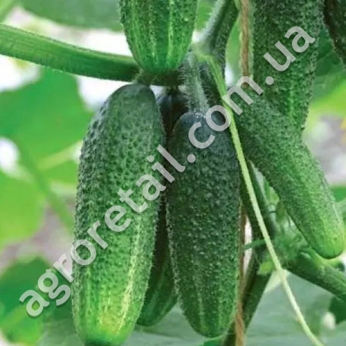 Огурец Дедушкина внучка F1 0.5 г Gl Seeds