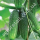Огурец Дедушкина внучка F1 0.5 г Gl Seeds