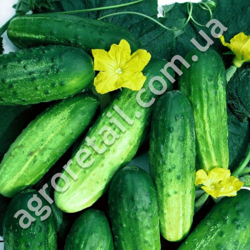 Огурец Джерело 1 г Gl Seeds