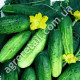 Огурец Джерело 1 г Gl Seeds