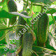 Огурец Дружная семейка F1 10 шт Gl Seeds