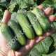 Огурец Ежик F1 10 шт Gl Seeds