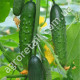Огурец Емеля F1 10 шт Gl Seeds