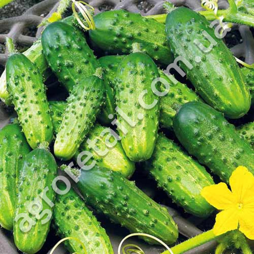 Огурец Журавленок F1 0.5 г Gl Seeds