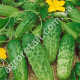 Огурец Засолочный-65 1 г Gl Seeds