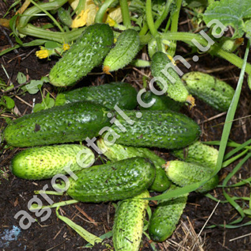 Огурец Застольный F1 0.5 г Gl Seeds