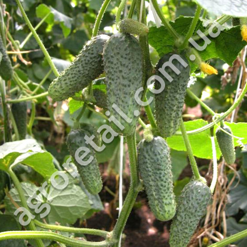 Огурец Зятёк F1 10 шт Gl Seeds