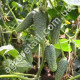 Огурец Зятёк F1 10 шт Gl Seeds