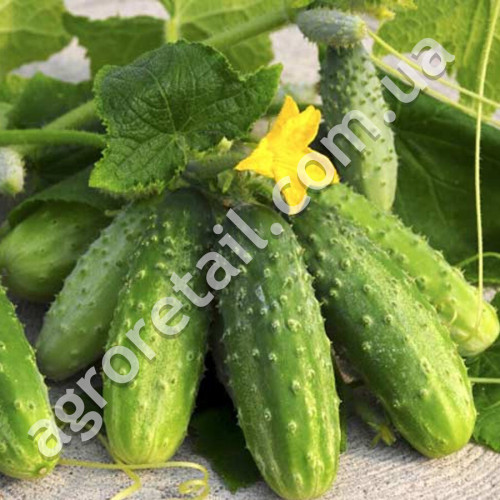 Огурец Изид F1 0.5 г Gl Seeds