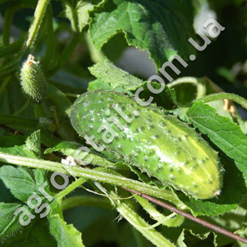 Огурец Казацкий перекус F1 0.5 г Gl Seeds