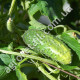 Огурец Казацкий перекус F1 0.5 г Gl Seeds