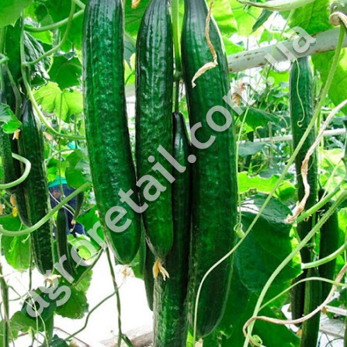 Огурец Китайский Жароустойчивый F1 0.5 г Gl Seeds