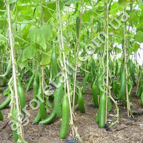 Огірок Китайське диво 0.5 г Gl Seeds
