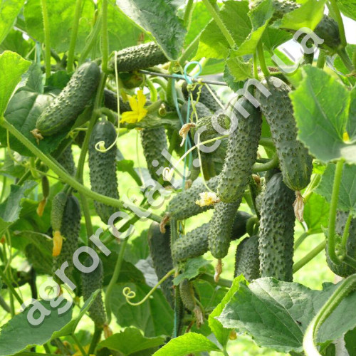 Огурец Королевский F1 10 шт Gl Seeds