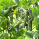 Огурец Королевский F1 10 шт Gl Seeds