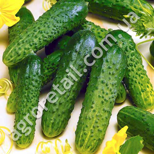Огурец Король грядки F1 10 шт Gl Seeds