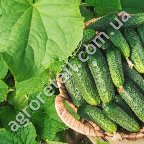 Огурец Костик F1 10 шт Gl Seeds
