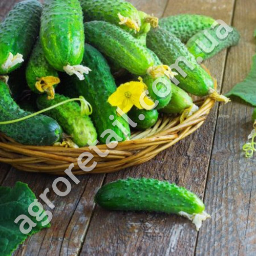 Огурец Красавчик F1 0.5 г Gl Seeds