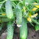 Огурец Криспина F1 10 шт Gl Seeds