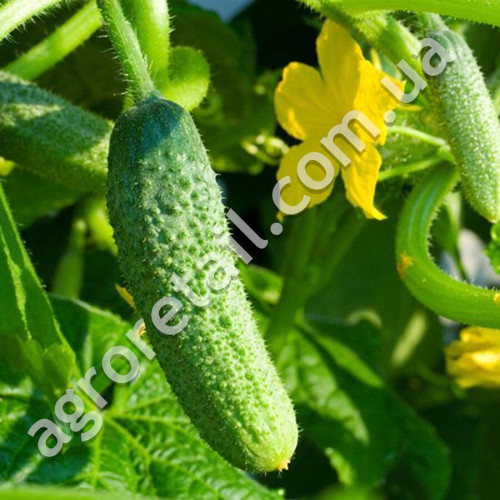 Огурец Крошка Шанхая 10 шт Gl Seeds