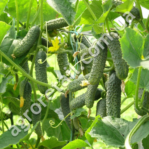 Огурец Кураж F1 8 шт Gl Seeds