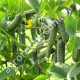 Огурец Кураж F1 8 шт Gl Seeds