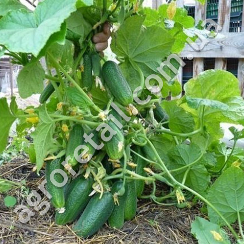 Огурец Кустовой Дар 1 г Gl Seeds