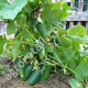 Огурец Кустовой Дар 1 г Gl Seeds