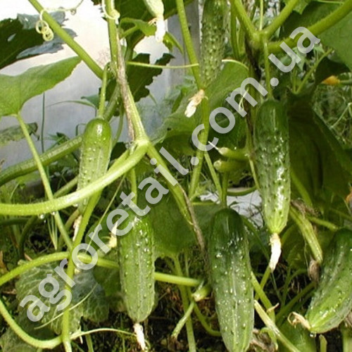 Огурец Ласточка F1 0.5 г  Gl Seeds
