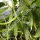 Огурец Ласточка F1 0.5 г  Gl Seeds