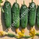 Огурец Лёша F1 0.5 г Gl Seeds
