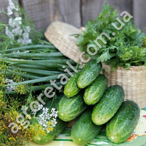 Огурец Мазай F1 10 шт Gl Seeds