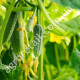 Огурец Малыш 0.5 г Gl Seeds