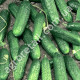 Огурец Маринда F1 10 шт Gl Seeds