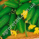 Огурец Муравей F1 0.5 г Gl Seeds