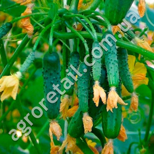 Огурец На зависть соседям F1 10 шт Gl Seeds
