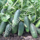Огурец Надюша F1 8 шт Gl Seeds