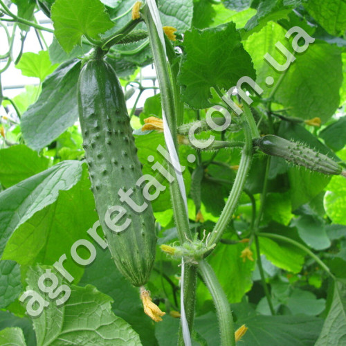 Огурец Настоящий полковник F1 10 шт Gl Seeds