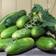 Огурец Настя-на-счастье F1 10 шт Gl Seeds