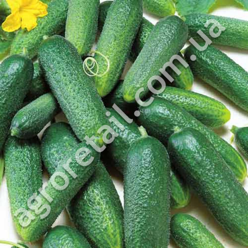 Огурец Невеста F1 10 шт Gl Seeds