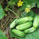 Огурец Нежинский 12 5 г Gl Seeds
