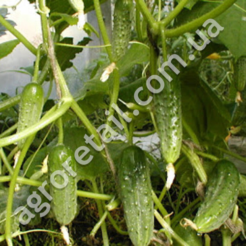 Огурец Новый Нежинский F1 0.5 г Gl Seeds