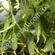 Огурец Новый Нежинский F1 0.5 г Gl Seeds
