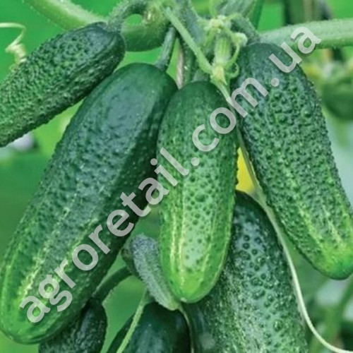 Огурец Одис F1 0.4 г Gl Seeds