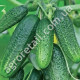 Огурец Одис F1 0.4 г Gl Seeds