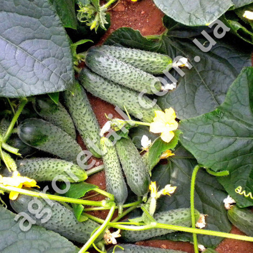 Огурец Окрошечка F1 10 шт Gl Seeds