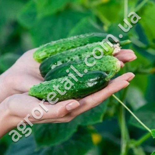 Огурец Охотный ряд F1 10 шт Gl Seeds