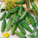Огурец Парижский корнишон 5 г Gl Seeds