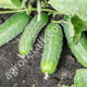 Огурец Паркер F1 10 шт Gl Seeds